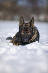 Deutscher Schferhund liegt im Schnee
