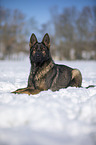 Deutscher Schferhund liegt im Schnee