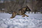 Deutscher Schferhund rennt durch den Schnee