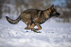 Deutscher Schferhund rennt durch den Schnee