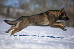 Deutscher Schferhund rennt durch den Schnee