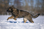 Deutscher Schferhund rennt durch den Schnee