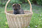 Deutscher Schferhund Welpe