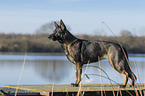 stehender Deutscher Schferhund