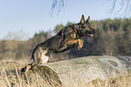 springender Deutscher Schäferhund