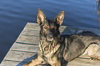 liegender Deutscher Schferhund