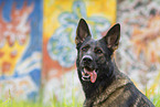 Deutscher Schferhund Portrait