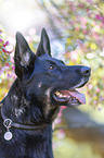 Deutscher Schferhund