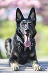 Deutscher Schferhund