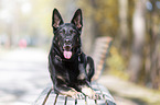 Deutscher Schferhund