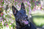Deutscher Schferhund
