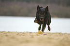 rennender Deutscher Schferhund