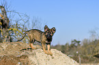 stehender Deutscher Schferhund Welpe
