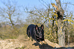 rennender Deutscher Schferhund