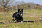 stehender Deutscher Schferhund