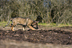 laufender Deutscher Schferhund Welpe