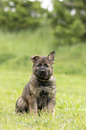 sitzender DDR Schferhund Welpe