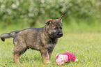 stehender DDR Schferhund Welpe