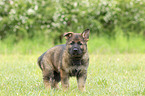 stehender DDR Schferhund Welpe