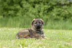 liegender DDR Schferhund Welpe