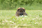 liegender DDR Schferhund Welpe