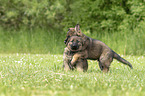 spielende DDR Schferhund Welpen