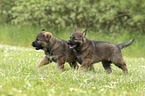 rennende DDR Schferhund Welpen