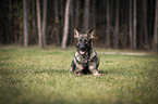 DDR Schferhund auf einer Wiese