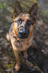 sitzender Deutscher Schferhund