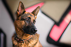 Deutscher Schferhund Portrait