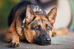 liegender Deutscher Schferhund