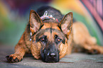liegender Deutscher Schferhund