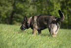 Deutscher Schferhund DDR