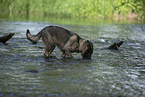 trinkender Deutscher Schferhund DDR