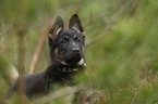 Deutscher Schferhund Welpe Portrait