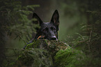 Deutscher Schferhund Portrait