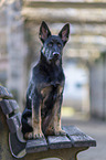 sitzender Deutscher Schferhund Welpe