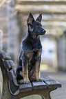 sitzender Deutscher Schferhund Welpe
