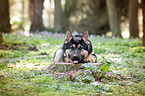 liegender Deutscher Schferhund