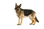 Deutscher Schferhund vor weiem Hintergrund