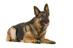 Deutscher Schferhund vor weiem Hintergrund