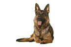 Deutscher Schferhund vor weiem Hintergrund