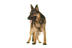 Deutscher Schferhund vor weiem Hintergrund