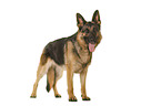 Deutscher Schferhund vor weiem Hintergrund