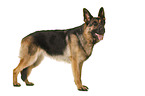 Deutscher Schferhund vor weiem Hintergrund
