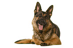 Deutscher Schferhund vor weiem Hintergrund