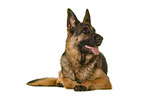 Deutscher Schferhund vor weiem Hintergrund