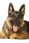Deutscher Schferhund vor weiem Hintergrund