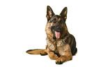 Deutscher Schferhund vor weiem Hintergrund
