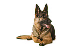 Deutscher Schferhund vor weiem Hintergrund